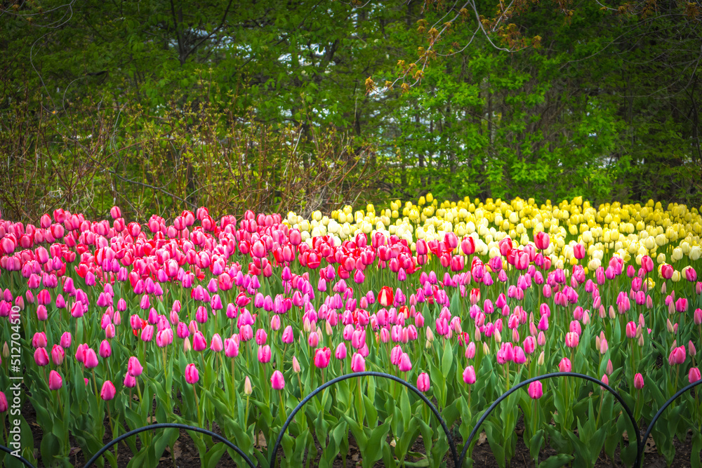 Super vibrant tulip flower field in Spring
