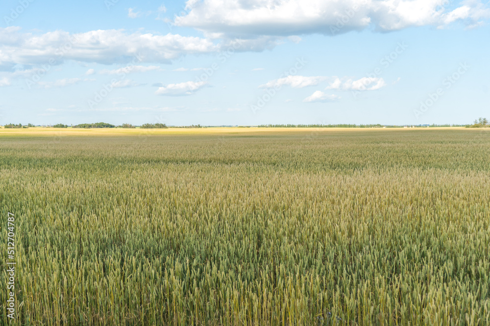 Wheat field in a countryside of Saskatchewan province Wheat field in a countryside of Saskatchewan province