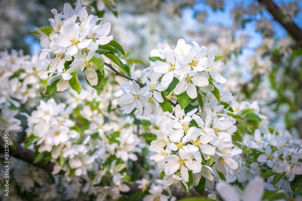 Cherry apple blossom in Spring Cherry apple blossom in Spring