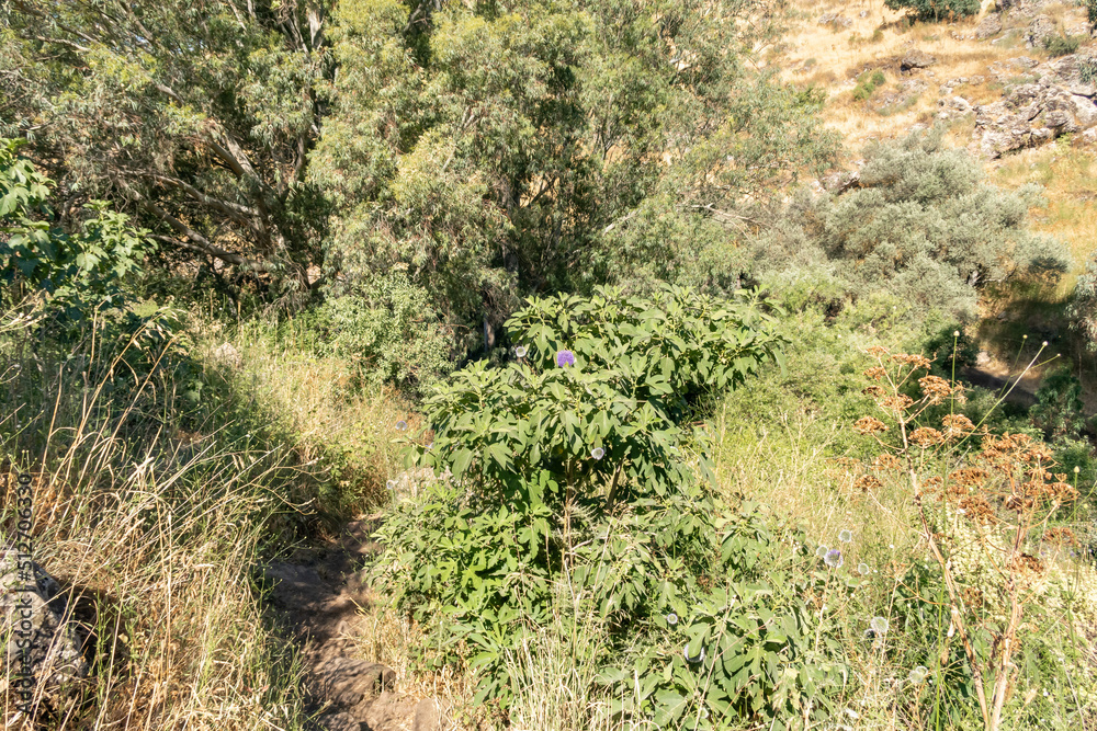 Nature on the banks of the Jalaboun stream in the Golan Heights, northern Israel Nature on the banks of the Jalaboun stream in the Golan Heights, northern Israel