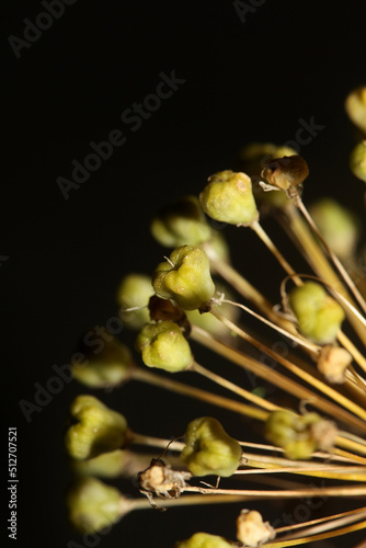 Flower blossom close up botanical background allium nigrum family amaryllidaceae high quality big size prints photo