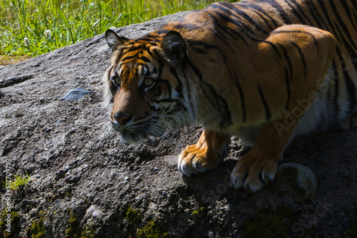 A Sumatran Tiger at a zoo on a sunny morning in the Pacific Northwest.