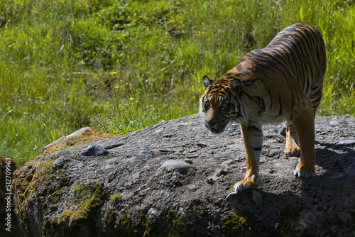 A Sumatran Tiger at a zoo on a sunny morning in the Pacific Northwest. photo