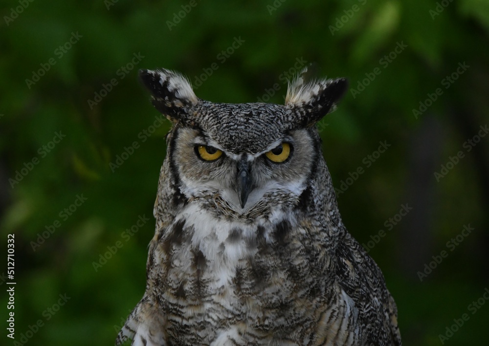 great horned owl great horned owl