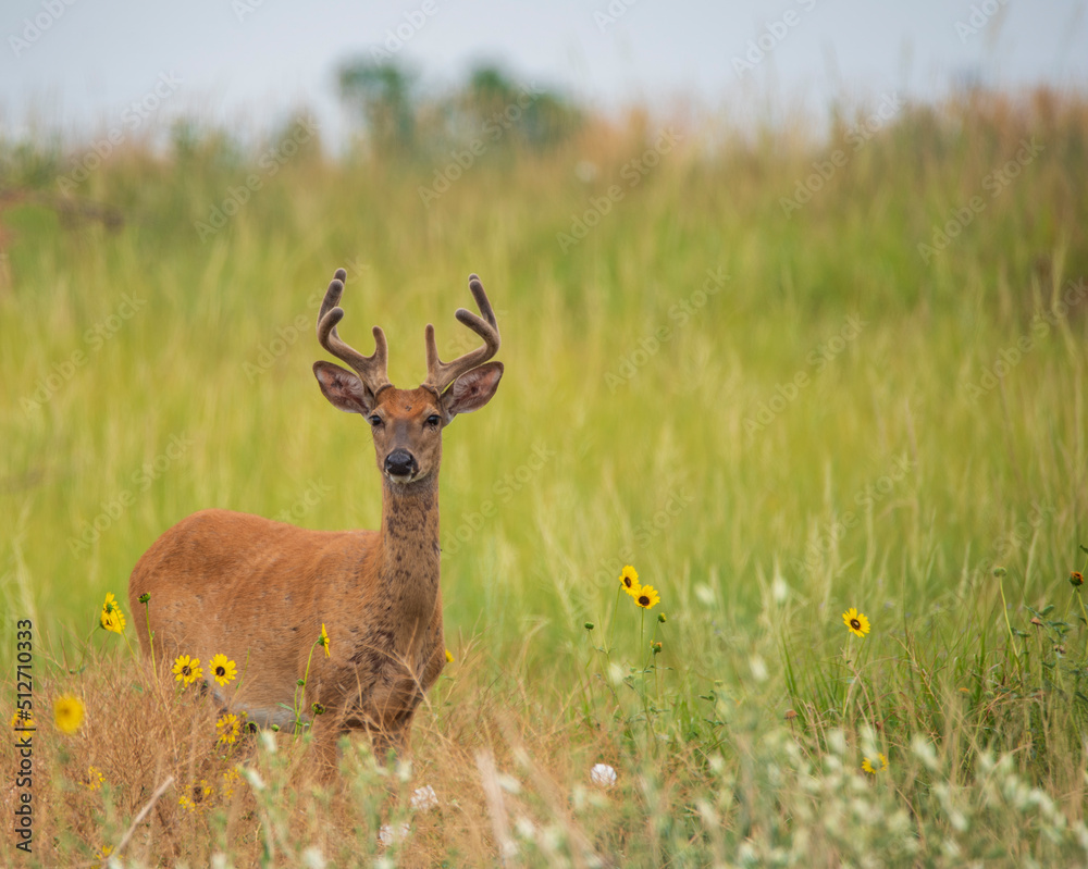 Naklejka premium deer in the field