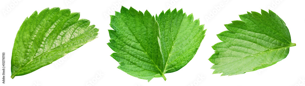 Strawberry leaf isolated on white background Strawberry leaf isolated on white background