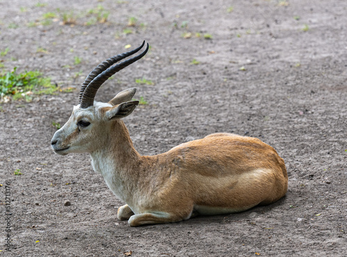 Persian gazelle (Gazella subgutturosa) is sitting on the ground and resting