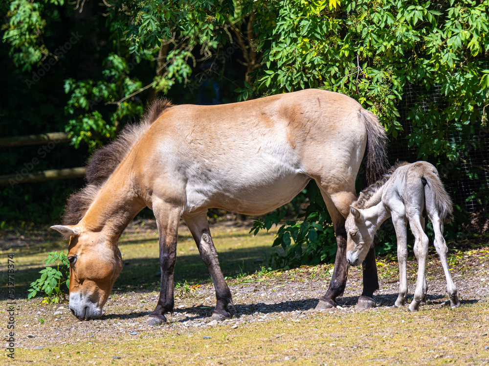 Przewalski‘s horse with a week old foal. Karlsruhe, Baden Wuerttemberg, Germany