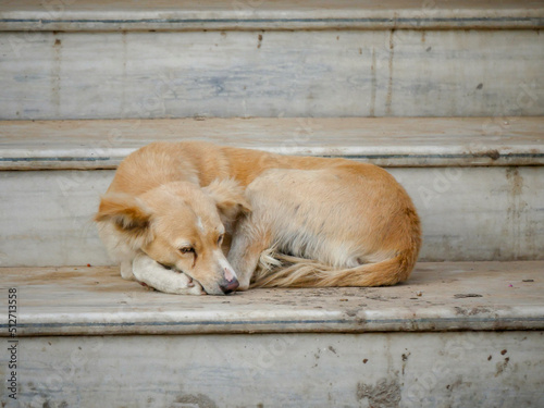 Street dog in india roaming freely in indian village rural city street road.