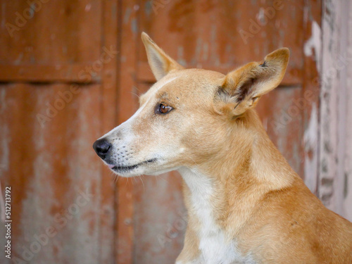 Street dog in india roaming freely in indian village rural city street road.