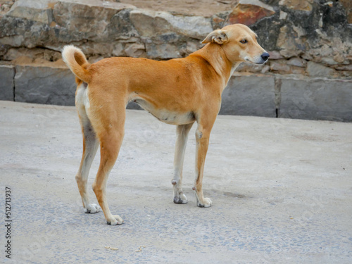 Street dog in india roaming freely in indian village rural city street road.