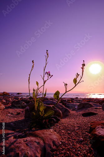 夕暮れの海岸の上に伸びる花