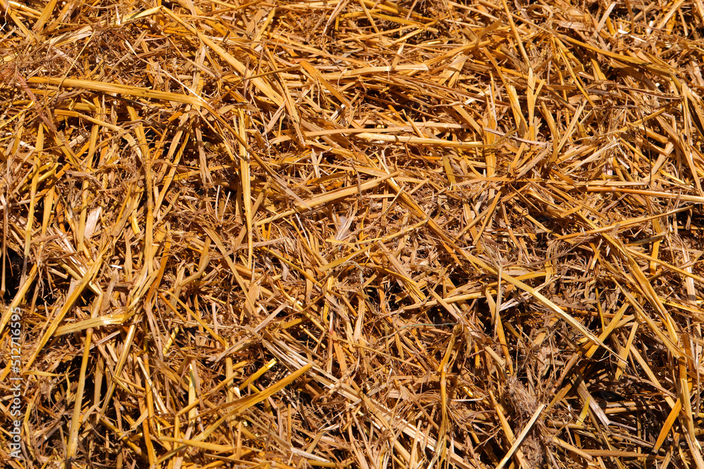 yellow background of dry grass straw and very hard hay ideal as a backdrop