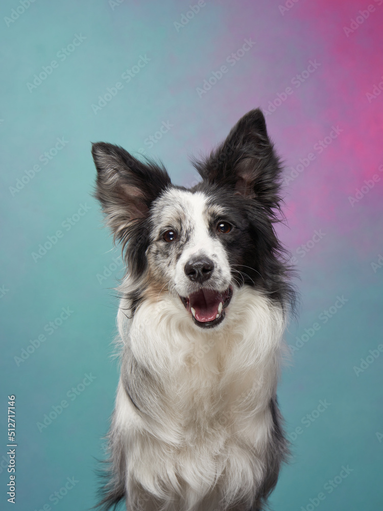funny dog on a colored background. Happy border collie in the studio. pet portrait