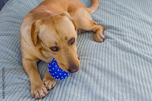 Labrador retriever dog playing with ball toy © olyasolodenko