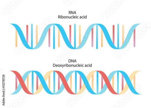 Structure of DNA. Medical chart. 