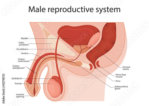 male reproductive system. penis medical vector illustration.