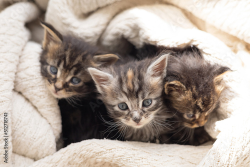 Pets. Three cute little maine coon breeds kittens are wrapped in a blanket. Pet Care