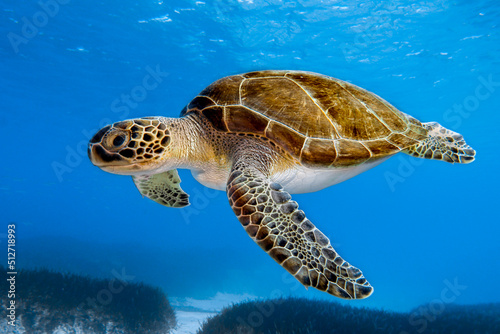 Fotografiet A majestic Green sea turtle from Cyprus, Mediterranean Sea