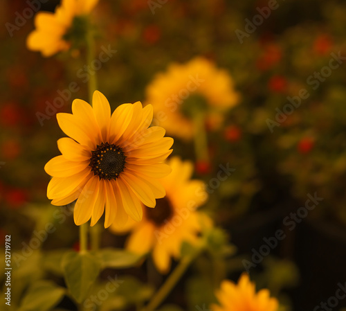 A Prairie Sunflower  close up with multiple blooms