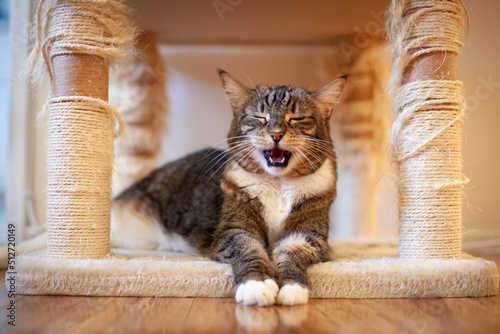 Canvas Print Roar cat