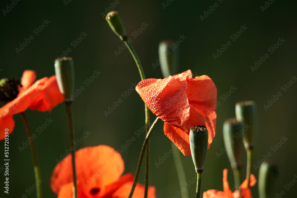 Obraz premium Blooming field poppies against the background of a dark forest, under the sun, poppy heads
