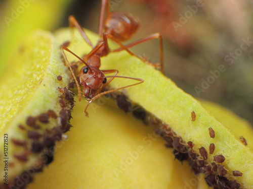 close-up of weaver ants farming the aphids colony