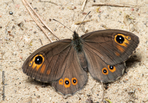 Butterfly large wall brown