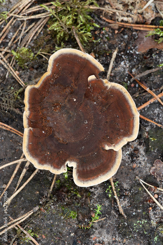 Unusual beautiful mushroom in a pine forest