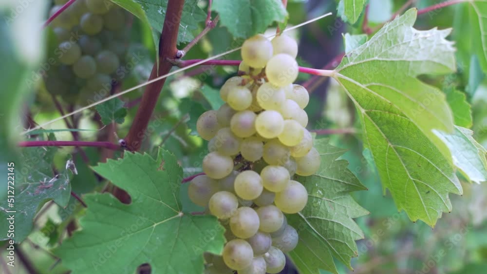 Juicy white grapes hanging on vine branch. Handheld shot Juicy white grapes hanging on vine branch. Handheld shot