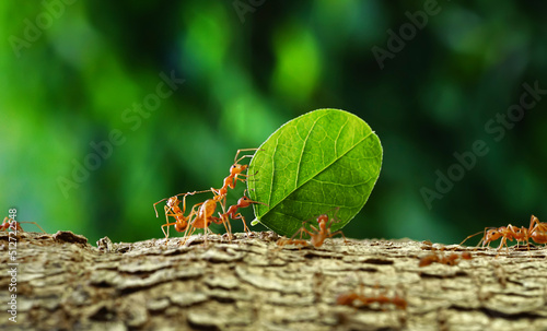 Ants carry the leaves back to build their nests, carrying leaves, close-up. sunlight background. Concept team work together.	                           photo