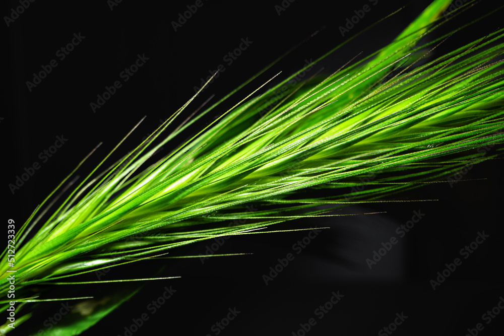 Green spikelet on black background macro shot Green spikelet on black background macro shot