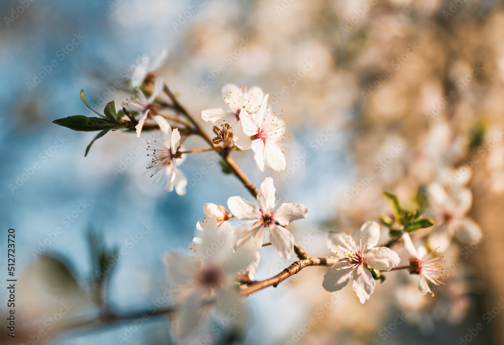 Fruit tree blossoms with bokeh and sunlight in the background. Concept of long awaited springtime coming after the winter Fruit tree blossoms with bokeh and sunlight in the background. Concept of long awaited springtime coming after the winter