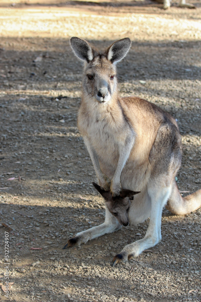 Kangaroo