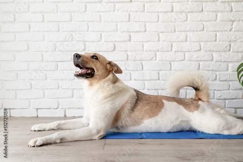 Cute mixed breed dog lying on cool mat looking up on white brick wall background