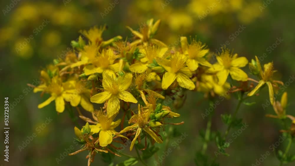 St John's Wort in natural ambient (Hypericum perforatum) - (4K) St John's Wort in natural ambient (Hypericum perforatum) - (4K)