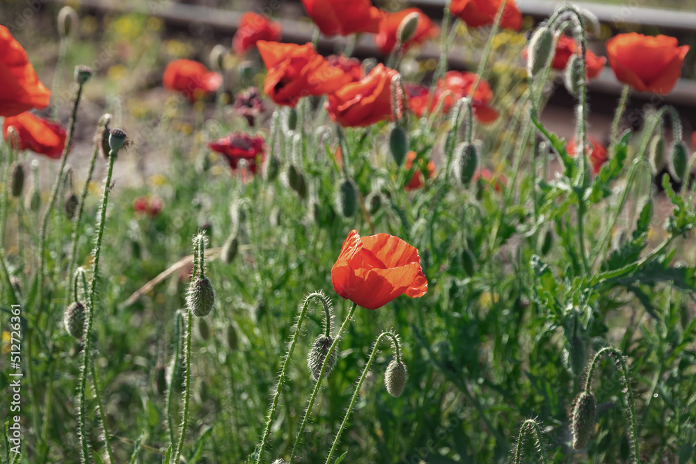 Red poppy. The flowering of poppies in a field with green grass on a sunny summer day. A big red poppy flower in the field.