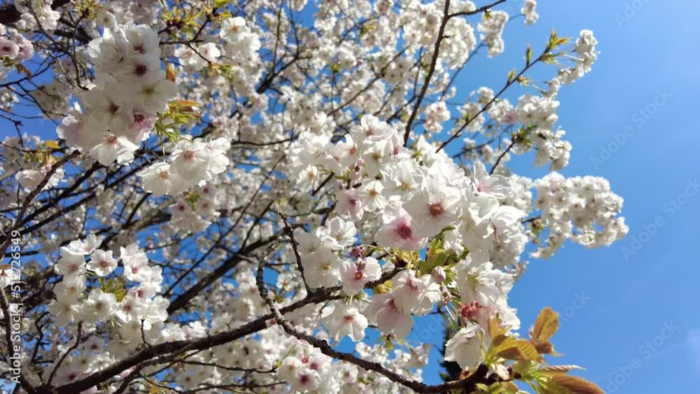 floral background blooming tree in spring, 