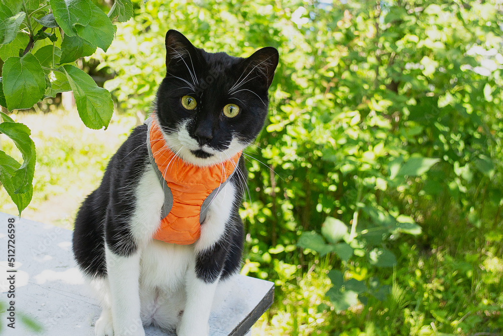 Curious black and white cat in an orange vest sits on a table in a summer garden