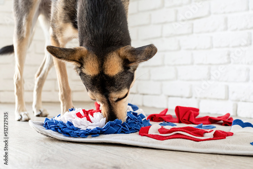cute mixed breed dog playing with washable snuffle rug for hiding dried treats for nose work. Intellectual games with pet