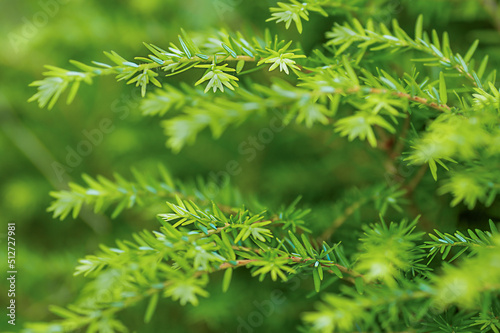 green fir branches in the summer garden