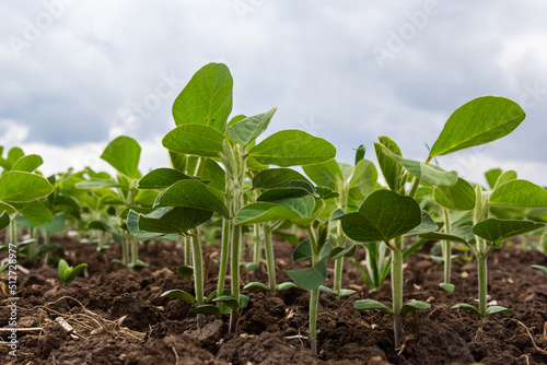 Fresh green soy plants on the field in spring. Rows of young soybean plants
