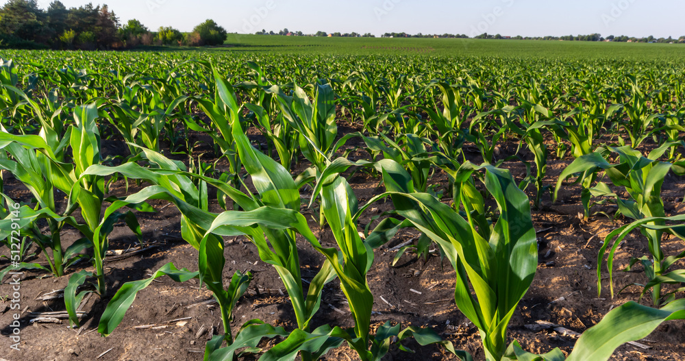 Closeup of green corn sprouts planted in neat rows against a blue sky. Copy space, space for text. Agriculture Closeup of green corn sprouts planted in neat rows against a blue sky. Copy space, space for text. Agriculture