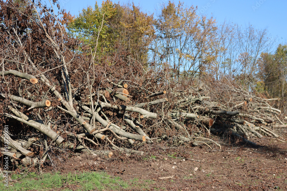 Deforested area in a forest with cutted trees in northern Italy on a sunny day Deforested area in a forest with cutted trees in northern Italy on a sunny day