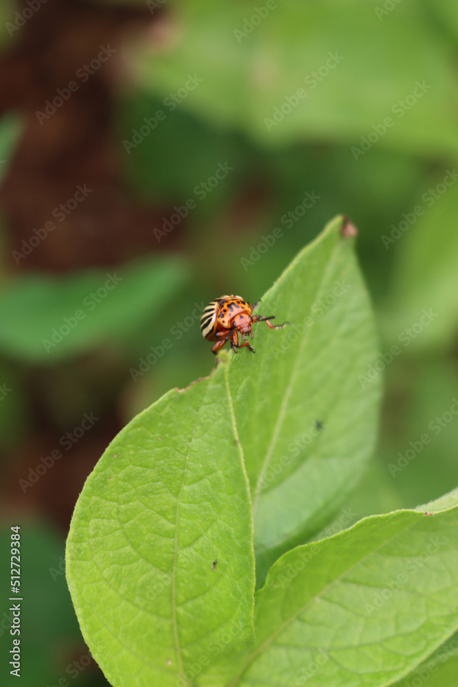 Colorado potato beetle eats potato leaves. Leptinotarsa decemlineata Colorado potato beetle eats potato leaves. Leptinotarsa decemlineata