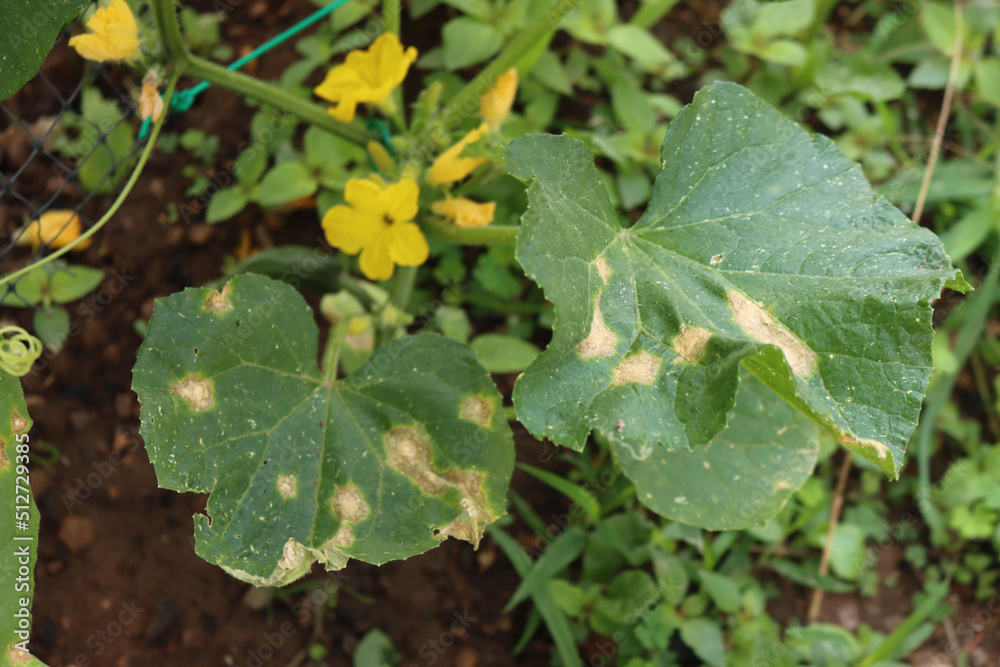 Close-up of Colletotrichum orbiculare or anthracnose of cucurbits .Cucumber plant with disease in the vegetable garden. Cucumber leaf with brown spot Close-up of Colletotrichum orbiculare or anthracnose of cucurbits .Cucumber plant with disease in the vegetable garden. Cucumber leaf with brown spot
