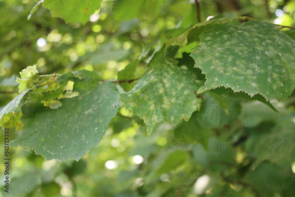 Closeup of green hazelnut leaves with gray spots damaged by Oidium sp. fungus disease. Powdery