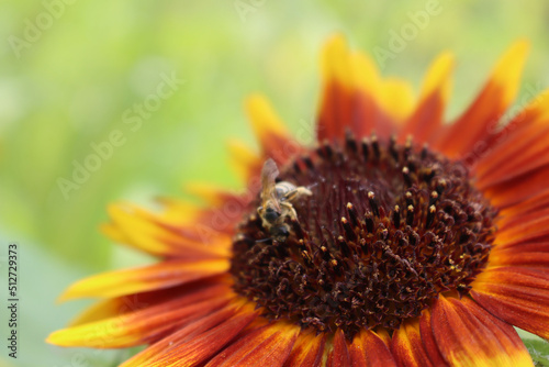 Honey bee on red and yellow 
