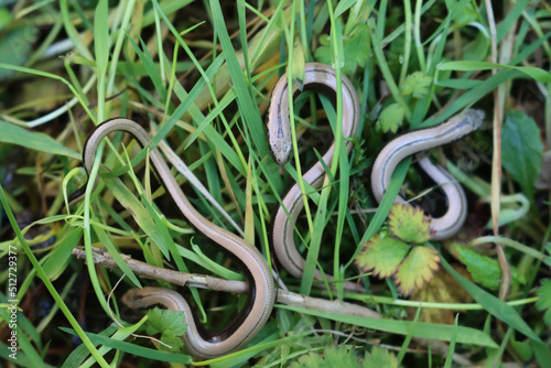 Canvastavla Baby cub slowworms on green grass on a sunny day. Anguis fragilis