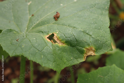 Close-up of Colletotrichum orbiculare or anthracnose of cucurbits .Cucumber plant with disease in the vegetable garden. Cucumber leaf with brown spot photo